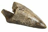 Serrated Tyrannosaur Tooth - Judith River Formation #318813-1